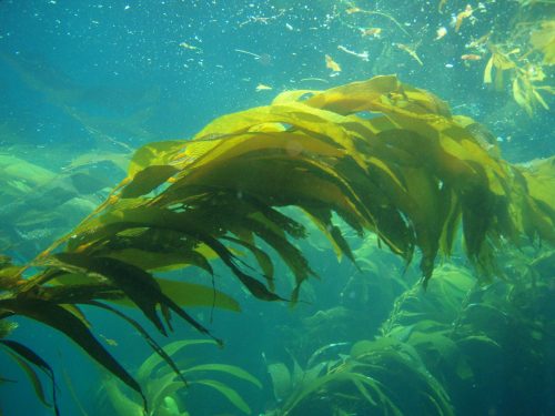 seaweed - kelp