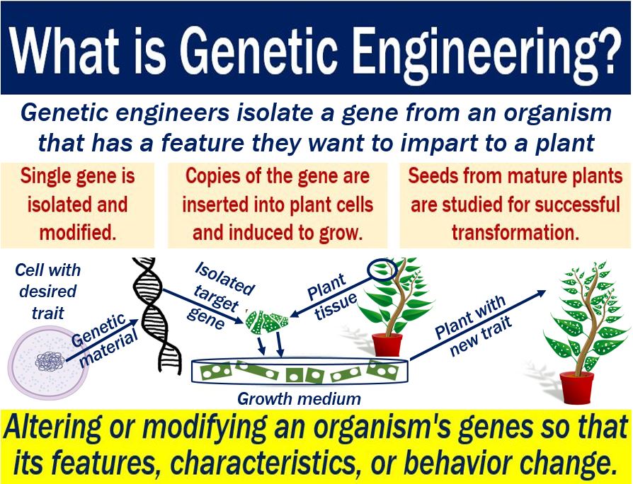 Genetic engineering - explanation of meaning and illustration