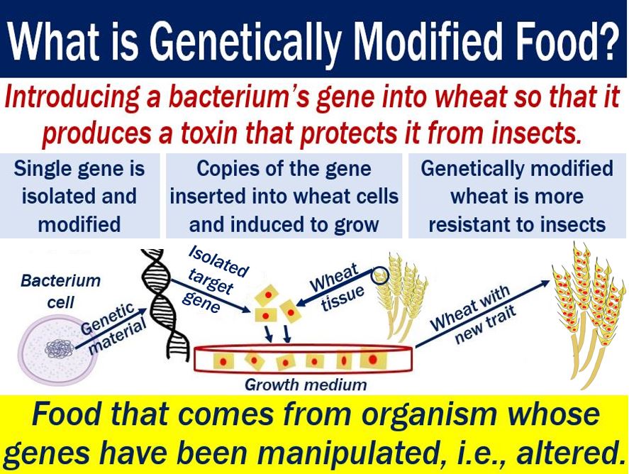 Genetically modified food - explanation of meaning and illustration