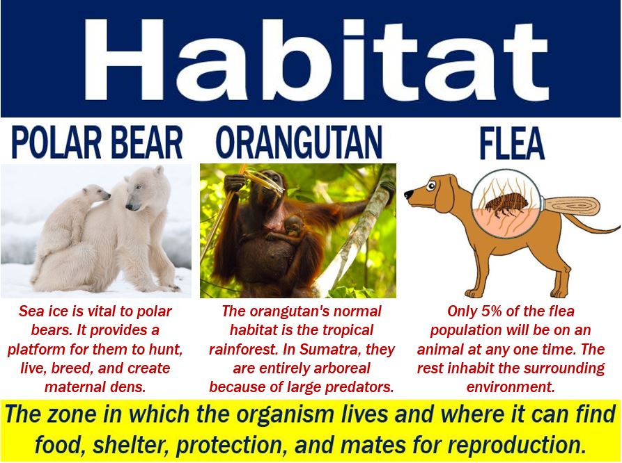 Habitat - definition and meaning - Market Business News