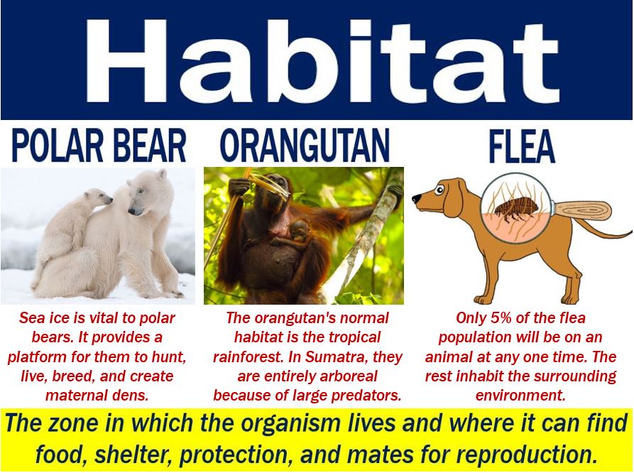 What Is Meant By Term Habitat