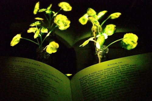glowing plants illuminate book