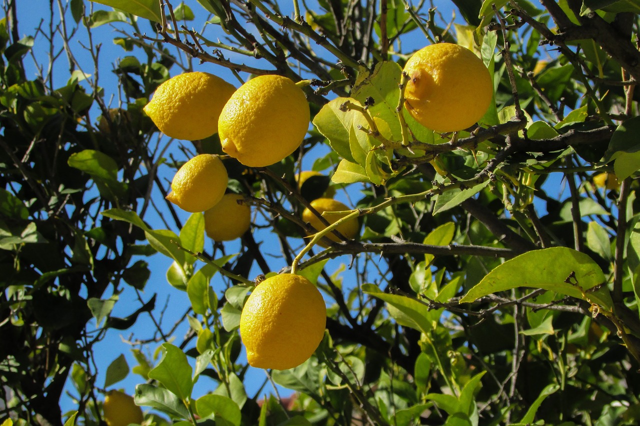 Sicilian mafia - lemon tree