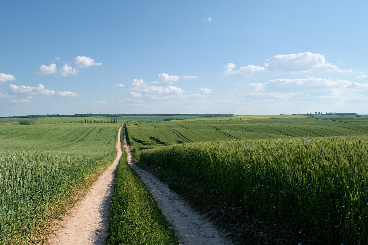 graphene fertilizer carrier wheat field