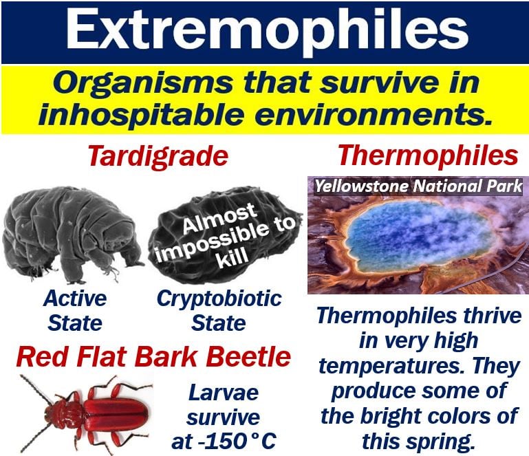 Extremophiles