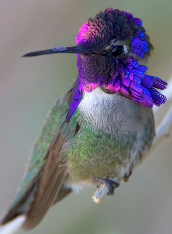 Hummingbirds