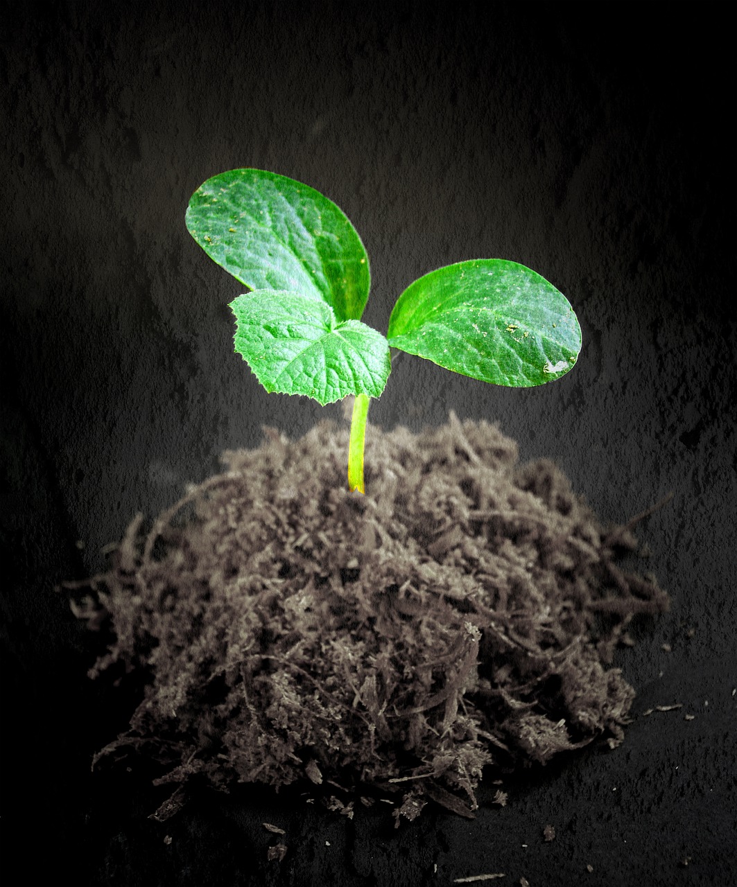 hydrogen fuel seedling pixabay 1552088