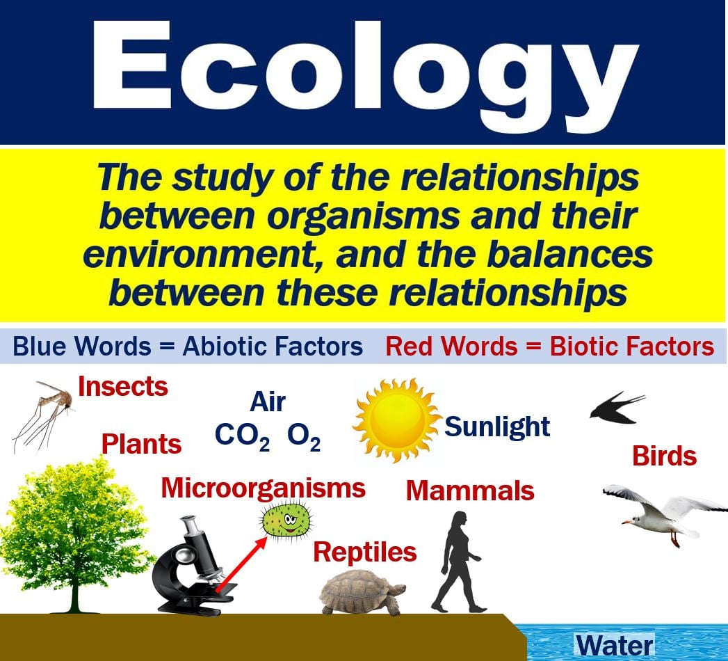 Ecosystem Biology Definition