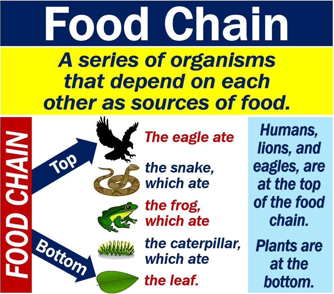 speech on food chain