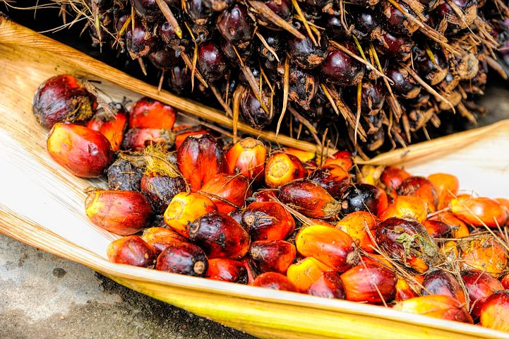palm oil fruit pixabay-1464662