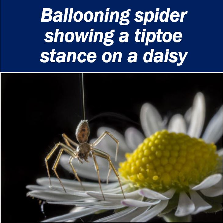 Ballooning spider showing a tiptoe stance on a daisy