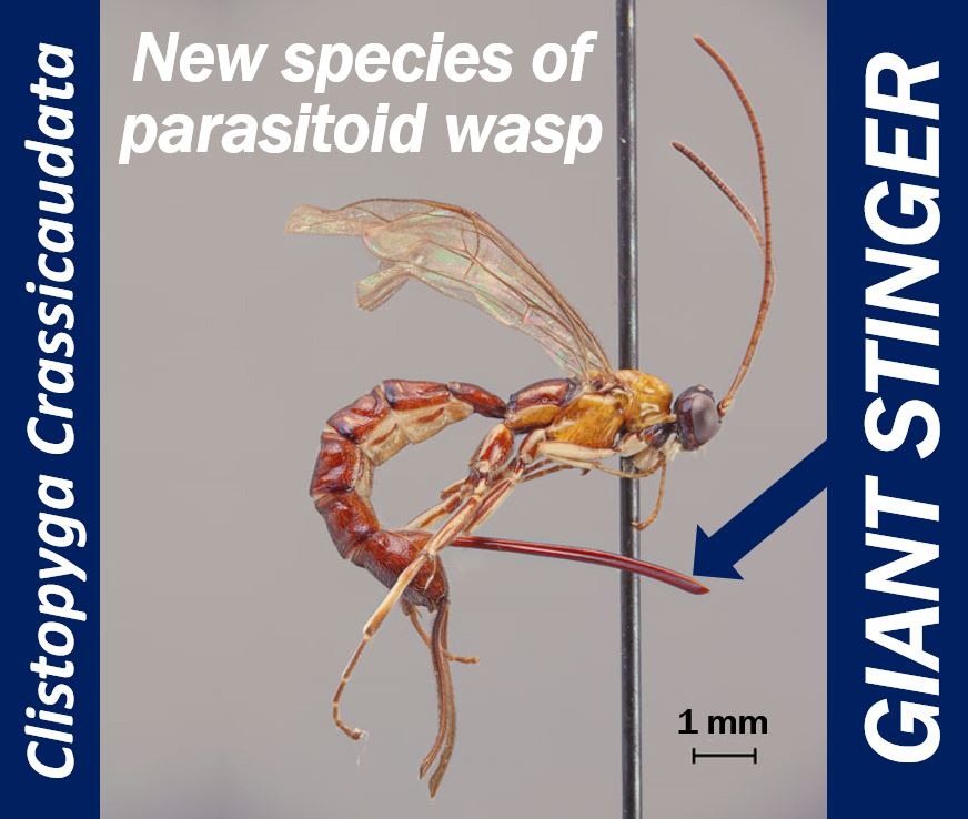 Parasitoid wasp with giant stinger