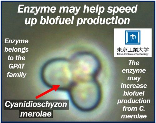 Enzyme may help speed up biofuel production