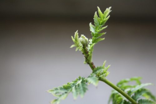 aphids on tansy stem - Bielefeld University -Jana Stallmann