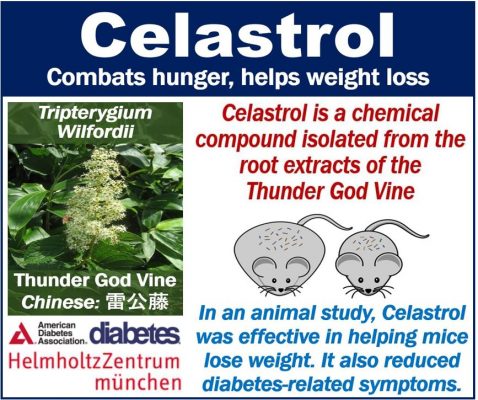 Celastrol