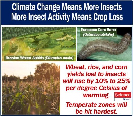 Insects will destroy more crops as global temperatures rise