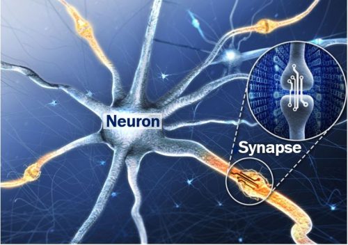 Neuron and synapse vs artificial synaptic device