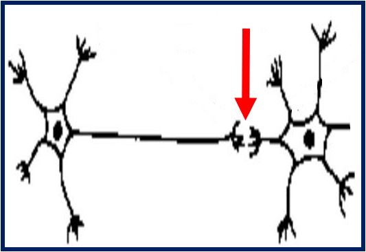 Synaptic device tries to mimic what synapse and neuron does