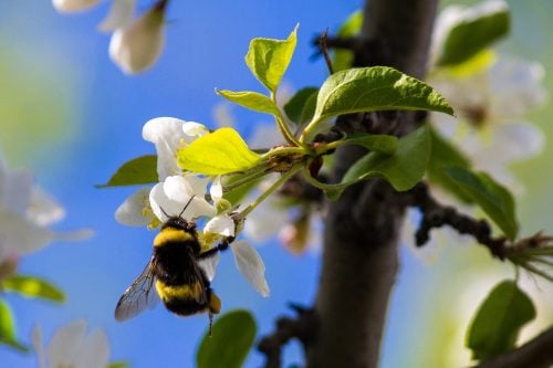pesticide - bumblebee on flower
