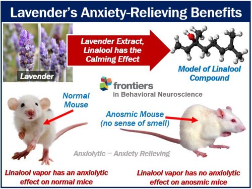 Lavender reduces anxiety