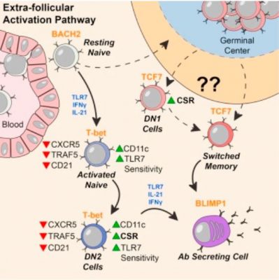 Precursor cells provide clue to lupus autoimmune origin