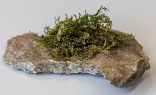 Rare type of moss