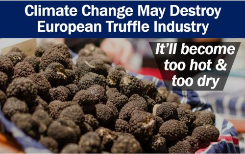 European Truffle Industry and climate change