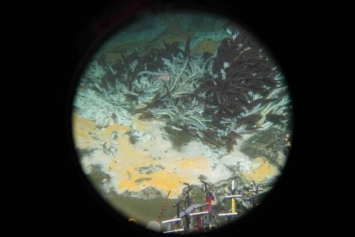 Microbes in Guaymas Basin - view from Alvin window