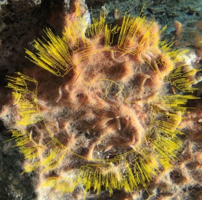 New species of microbes - microbial life in seabed