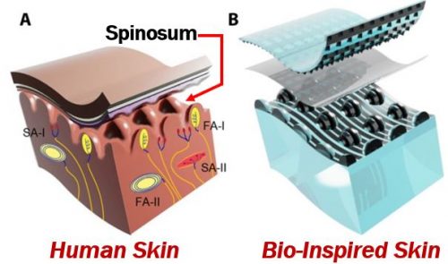 Skin of the electronic glove vs human skin
