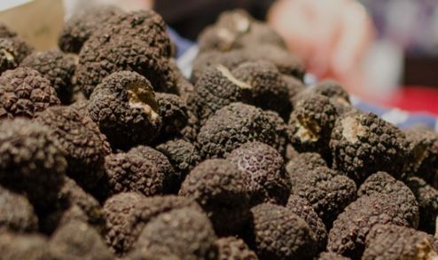 Truffle Industry and climate change thumbnail