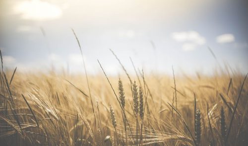 crops - wheatfield