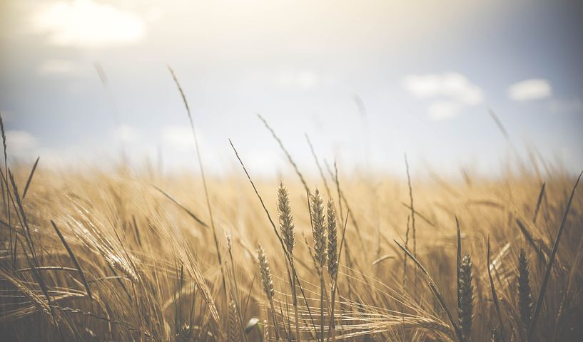 crops - wheatfield