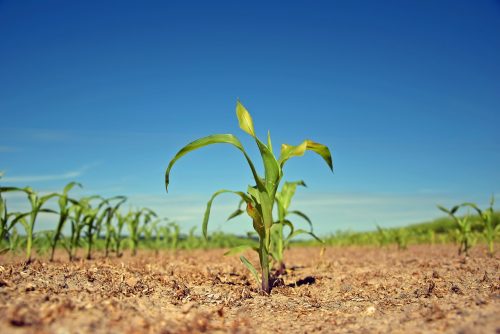 plant shoots in field