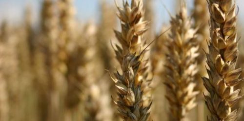 European Wheat image