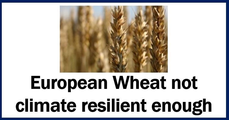 European Wheat thumbnail