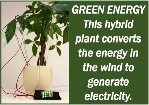 Green Plants Produce Electricity