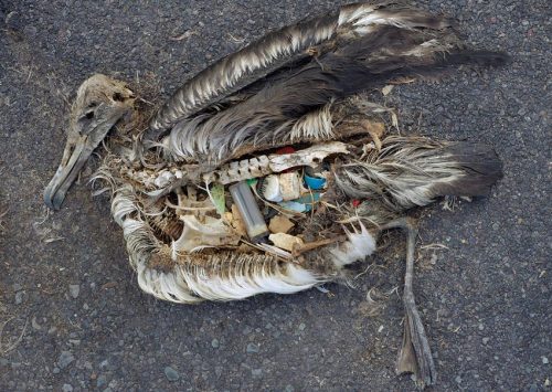 Smithsonian Image of Albatross