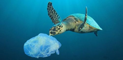 plastic carrier bag and turtle