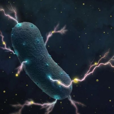 Researchers Identify Electricity-producing Bacteria Using New Technique