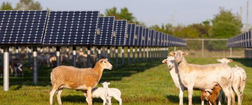 FPL solar power plant - image