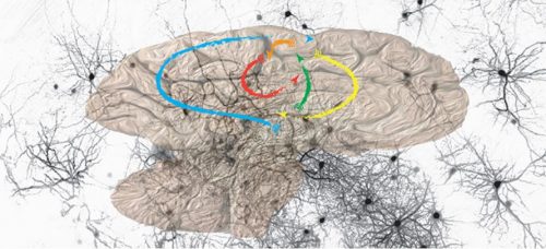 How brain learns image from UNIGE