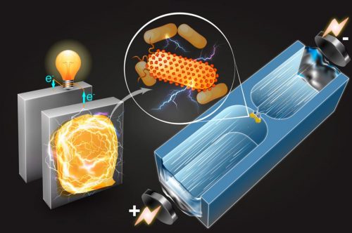 Microfluidic technique - electricity-producing bacteria article