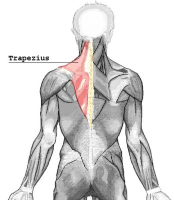 Trapezius Muscle