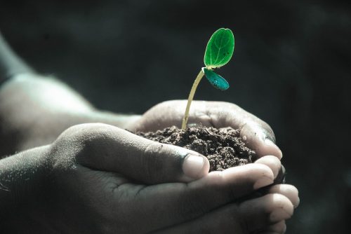 soil and seedling in cupped hands
