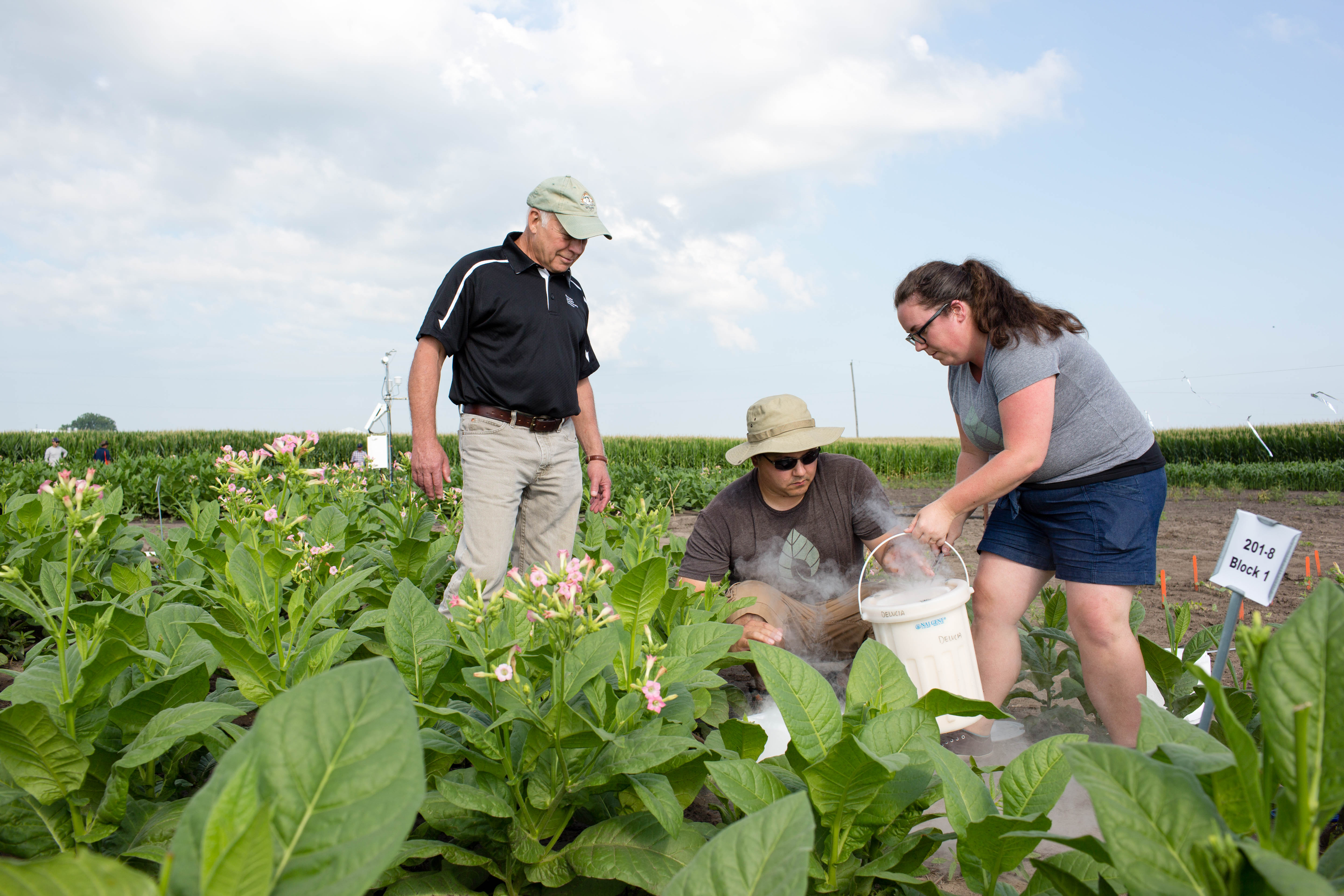 photosynthesis RIPE investigators collecting field trial samples