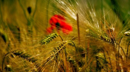 wheat field