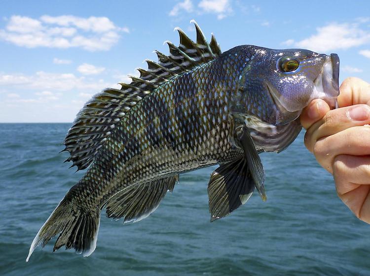 black_Sea_bass