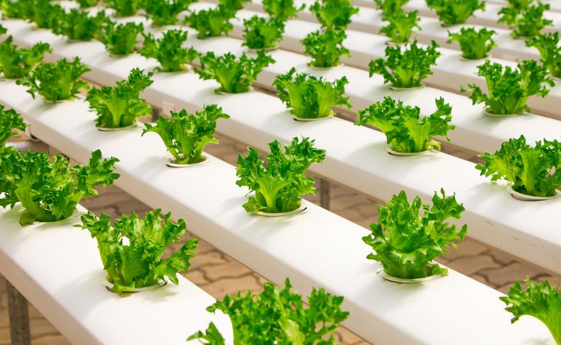 What Is Hydroponics Definition And Examples Market Business News