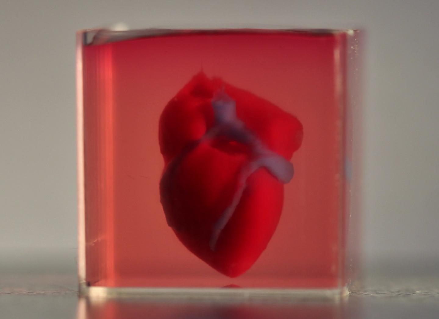 3d-printed-small-scaled-human-heart